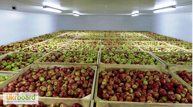 Фото 10. Холодильные камеры для овощей и фруктов.Расчет, монтаж, сервис