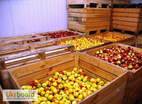 Фото 12. Холодильные камеры для овощей и фруктов.Расчет, монтаж, сервис