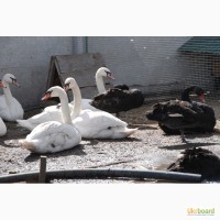 Домашні лебеді різноманітних видів