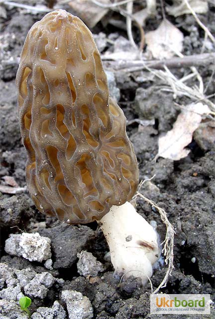 Фото 2. Мицелий Сморчок обыкновенный для выращивания грибов на участке высылаю новой почтой
