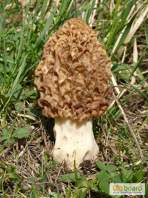Фото 7. Мицелий Сморчок обыкновенный для выращивания грибов на участке высылаю новой почтой