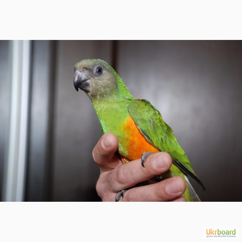 Сенегальский попугай малыши-птенцы в семью