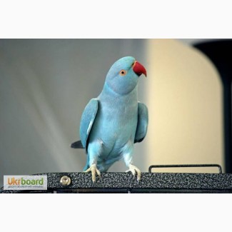 Продам красивого, говорящего попугая