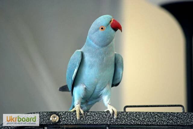 Продам красивого, говорящего попугая