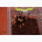 Паук птицеед Брахипельма Боэми Brachypelma boehmei 4-5 см