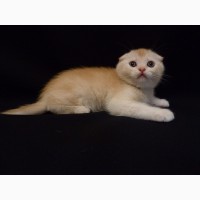 Продам необычайно редкого и красивого шотландского котенка скоттиш-фолд (Scottish Fold)