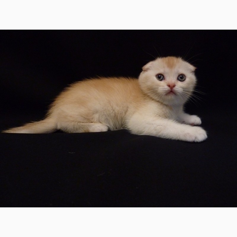 Фото 2. Продам необычайно редкого и красивого шотландского котенка скоттиш-фолд (Scottish Fold)