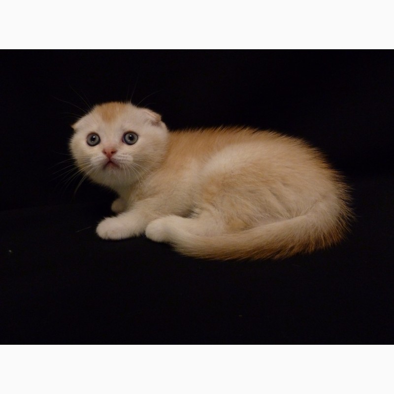 Фото 3. Продам необычайно редкого и красивого шотландского котенка скоттиш-фолд (Scottish Fold)