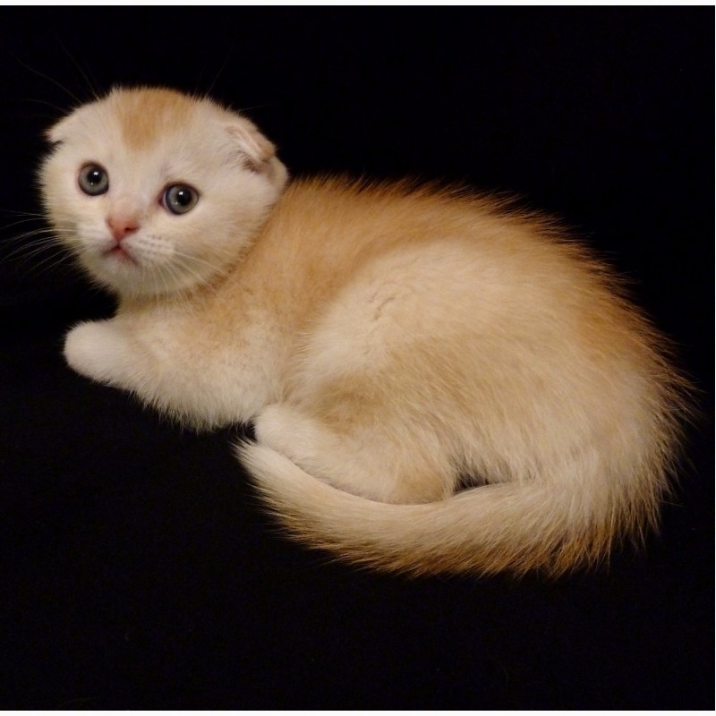 Фото 4. Продам необычайно редкого и красивого шотландского котенка скоттиш-фолд (Scottish Fold)