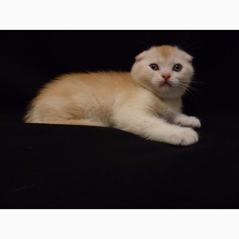 Фото 5. Продам необычайно редкого и красивого шотландского котенка скоттиш-фолд (Scottish Fold)