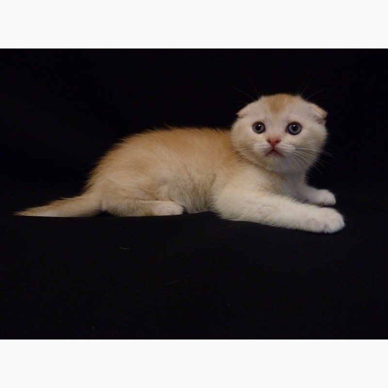 Фото 6. Продам необычайно редкого и красивого шотландского котенка скоттиш-фолд (Scottish Fold)