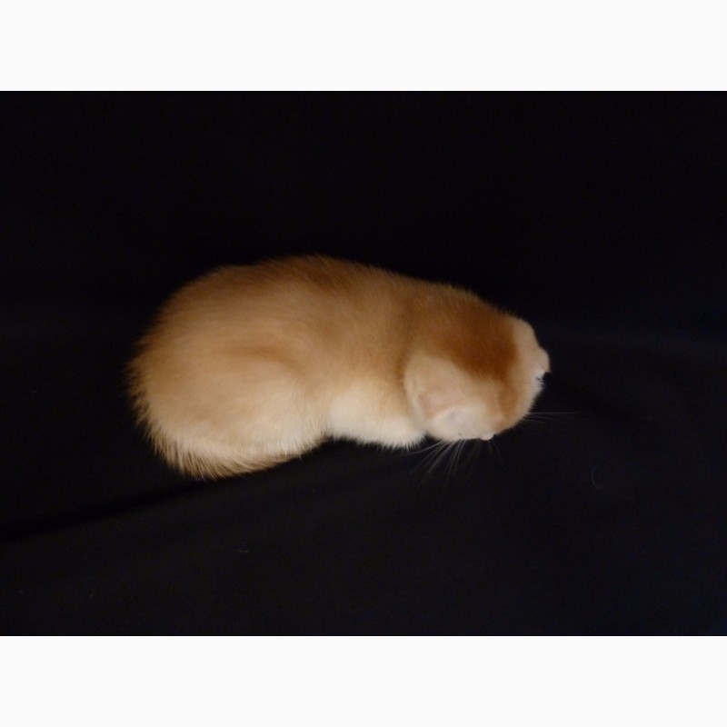 Фото 7. Продам необычайно редкого и красивого шотландского котенка скоттиш-фолд (Scottish Fold)
