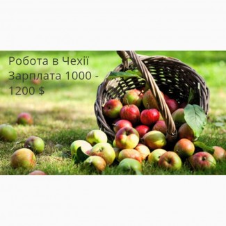 Збір яблук, груш, слив Чехія