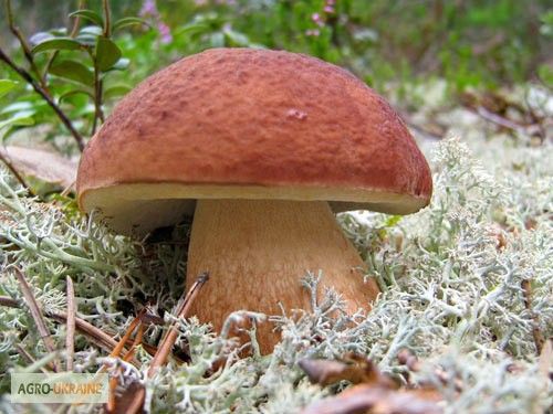 Фото 3. Мицелий белых грибов зерновой первичный с гарантией всхожести