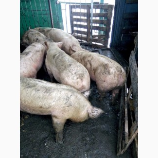 Продам свиней беконных пород, откорм с бесплатной доставкой на дом