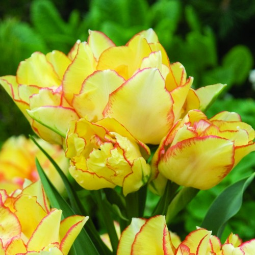 Фото 10. Продам луковицы Тюльпанов Махровых + Многоцветковых и много других растений