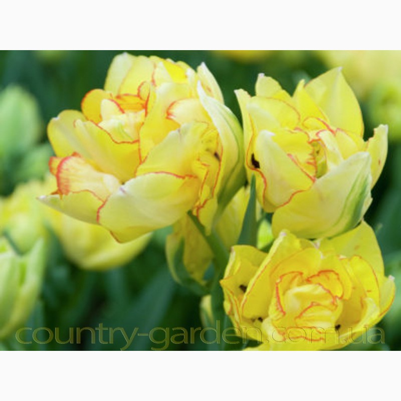 Фото 11. Продам луковицы Тюльпанов Махровых + Многоцветковых и много других растений
