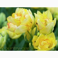 Продам луковицы Тюльпанов Махровых + Многоцветковых и много других растений