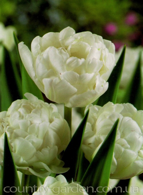 Фото 13. Продам луковицы Тюльпанов Махровых + Многоцветковых и много других растений