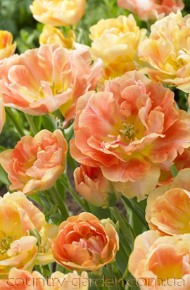 Фото 15. Продам луковицы Тюльпанов Махровых + Многоцветковых и много других растений