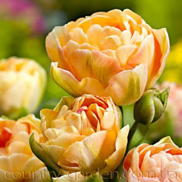 Фото 16. Продам луковицы Тюльпанов Махровых + Многоцветковых и много других растений