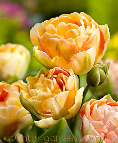 Фото 18. Продам луковицы Тюльпанов Махровых + Многоцветковых и много других растений