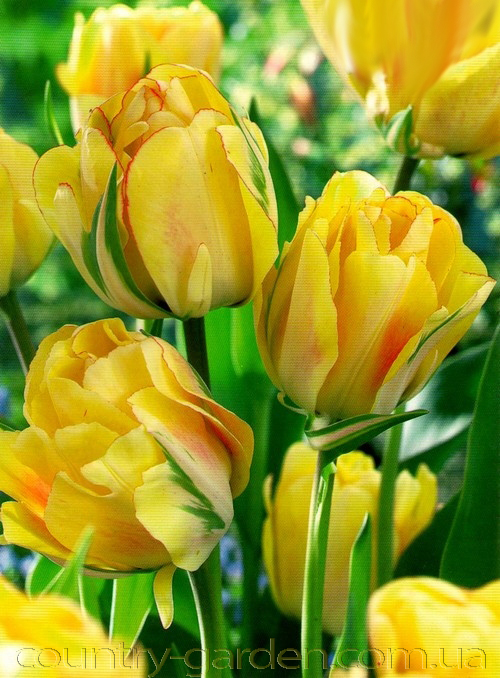 Фото 4. Продам луковицы Тюльпанов Махровых + Многоцветковых и много других растений