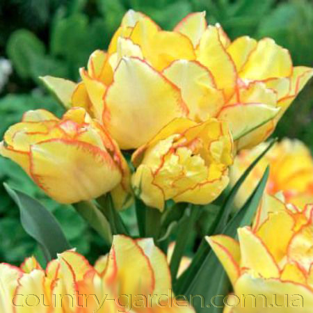 Фото 6. Продам луковицы Тюльпанов Махровых + Многоцветковых и много других растений