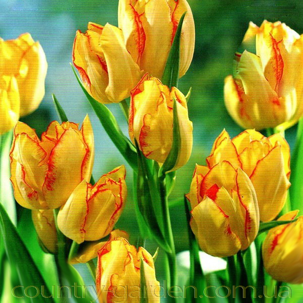 Фото 7. Продам луковицы Тюльпанов Махровых + Многоцветковых и много других растений