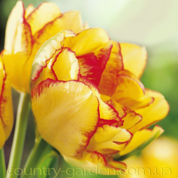 Фото 8. Продам луковицы Тюльпанов Махровых + Многоцветковых и много других растений