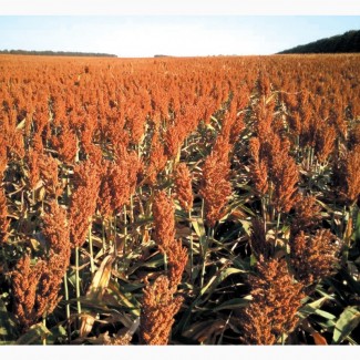 Семена зернового сорго Юки, Yuki, 90-100 суток