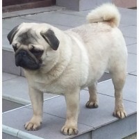 Pug male for sale