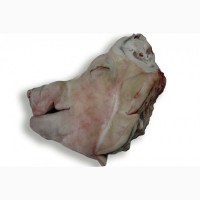 Продам свинячі голови (половинки) / Продам свиные головы (половинки)