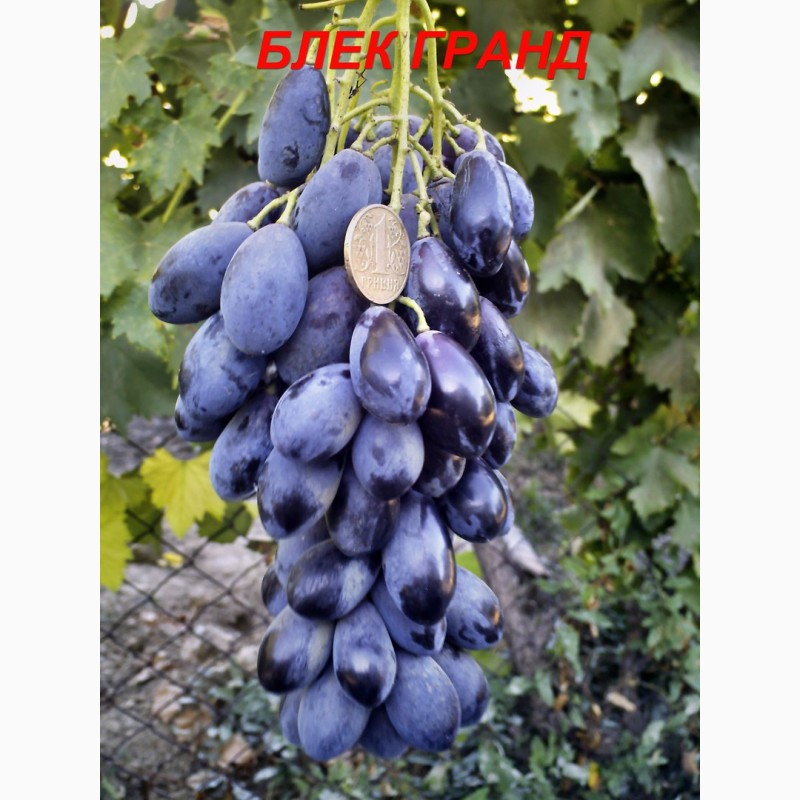 Фото 4. Черенки и саженцы винограда устойчивого к болезням