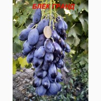 Черенки и саженцы винограда устойчивого к болезням