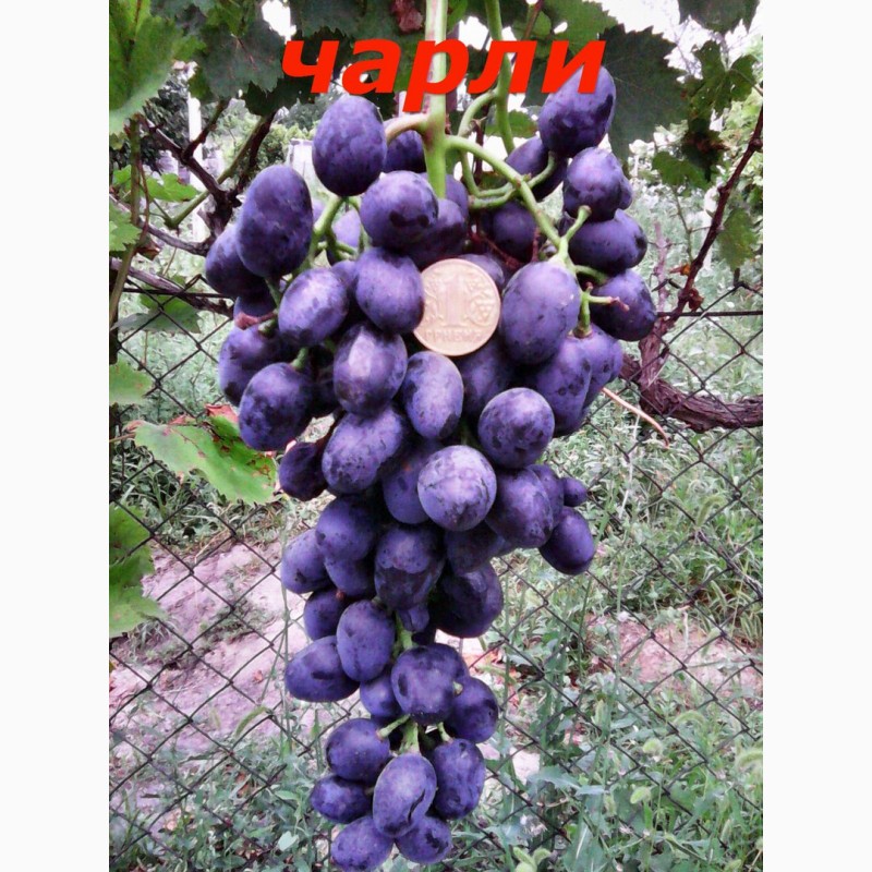 Фото 13. Черенки и саженцы винограда устойчивого к болезням