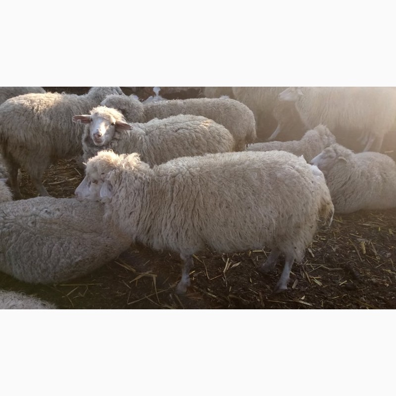 Фото 2. Продам овец овцы ягнята