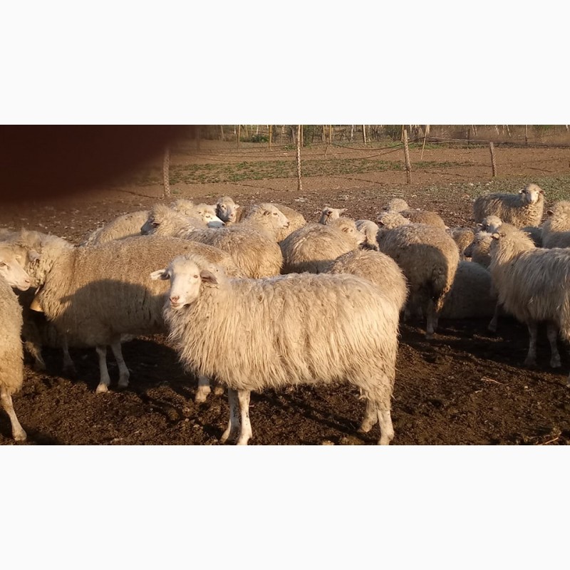 Фото 3. Продам овец овцы ягнята