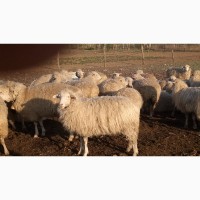 Продам овец овцы ягнята
