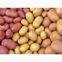 Продам різні сорти посадкової та великої картоплі