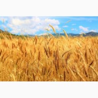 Продам насіння озимої пшениці