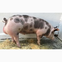 Продам свиней живим весом 160-190 кг
