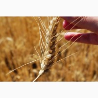 Є на продаж пшениця фураж 300тонн, Тернопільська обл