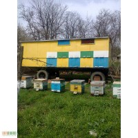 Продам пчелопавильон с пчелами