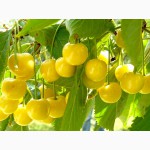 Плодовые растения - Черешня, вишня, персик, абрикос, слива, яблоня, груша,алыча...
