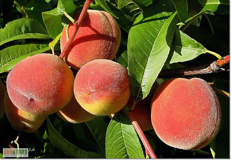 Фото 8. Плодовые растения - Черешня, вишня, персик, абрикос, слива, яблоня, груша,алыча...