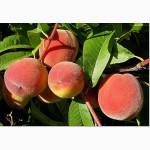 Плодовые растения - Черешня, вишня, персик, абрикос, слива, яблоня, груша,алыча...