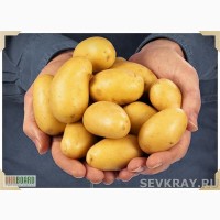 Продам картоплю, посадкова картопля, елітні сорта, Ланорма, Київ