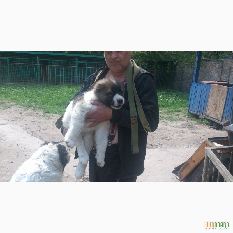 Фото 3. Щенки Кавказской Овчарки +Видео