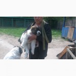 Щенки Кавказской Овчарки +Видео